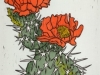 Cactaceae Rosea
